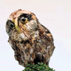 Gerrie Lulof: Steenuil (2026), aardewerk, 20 x 9 x 8 cm. 200 euro