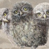 Jan Grotenbreg: Steenuiltjes (2026), acryl op cement op doek, 24 x 18 cm. 700 euro