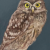 Maartje Strik: Het uiltje (2026), olieverf op paneel, 25 x 18 cm. 350 euro