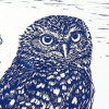 Yvette Schoenmakers: Passage – Athene noctua (2026), linodruk (oplage 50), 41 x 31 cm. 190 euro (zonder lijst 125 euro)