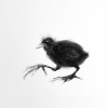 Stella Burggraaf: Beetje doorstappen, houtskool op papier, 32 x 42 cm. 190 euro