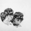 Stella Burggraaf: Twee uilskuikens 3, houtskool op papier, 32 x 42 cm. 190 euro