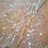 Mike Woning: Nothing but this, olieverf op paneel, 50 x 40 cm.