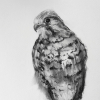 VERKOCHT Stella Burggraaf: Hallo dame, houtskool op papier, 42 x 32 cm. 190 euro