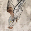Jan Grotenbreg: Jagende torenvalk, acryl op cement op doek, 30 x 24 cm. 900 euro
