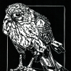 Marian Vergouwen: Torenvalk I (2025), linodruk 1/25, 32 x 28 cm. 170 euro