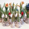 Gerrie Lulof: Voorjaarsbloeiers (2024) paperclay en glazuur, verschillende hoogte 10 - 25 cm.