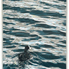 Yvette Schoenmakers: Meerkoet op de Vecht (2026), linodruk 4/18, 65 x 44 cm. 470 euro