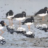 Yvette Schoenmakers: Scholeksters op de slikken (2023) linodruk 4/16, 32 x 41 cm. 165 euro oningelijst