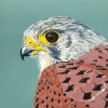 Yvette Schoenmakers: Torenvalk (heer) (2025), linodruk 3/10, 51 x 41 cm. 315 euro